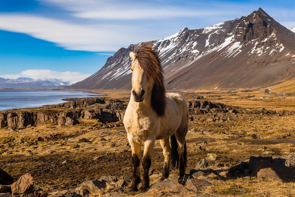 Cavalo-Selvagem-Islandia_site
