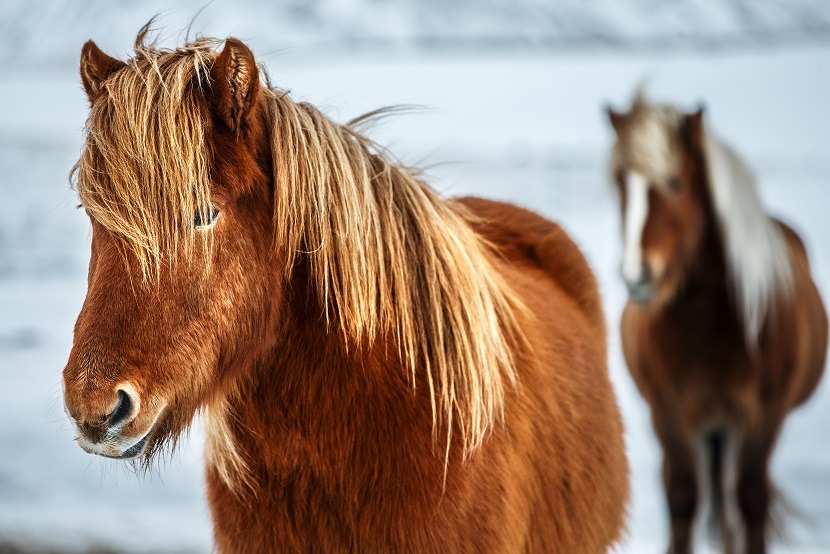 Cavalos-Selvagens-Islandia_site