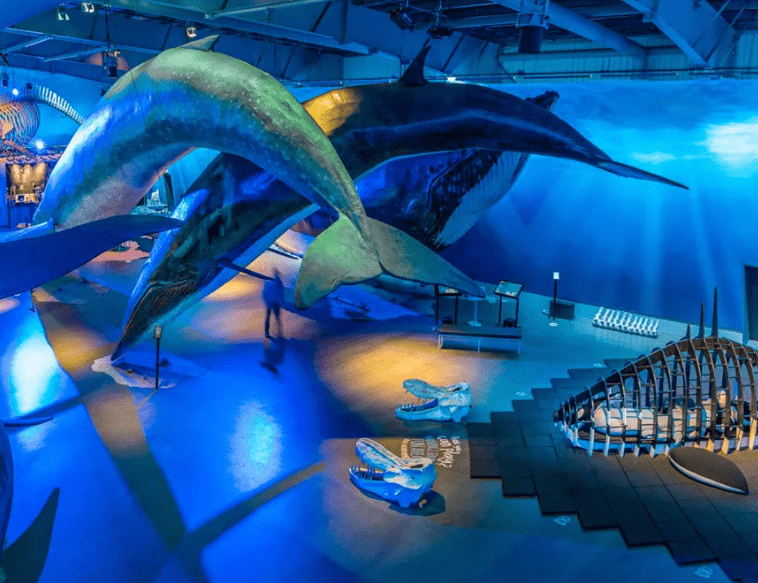 Whales-Museum_Reykjavik-1